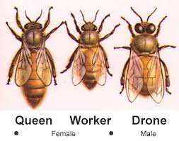 Queen, worker, drone