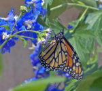 Greggs Blue Mistflower with Monarch