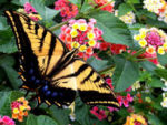 Texas Lantana and Swallowtail Butterfly