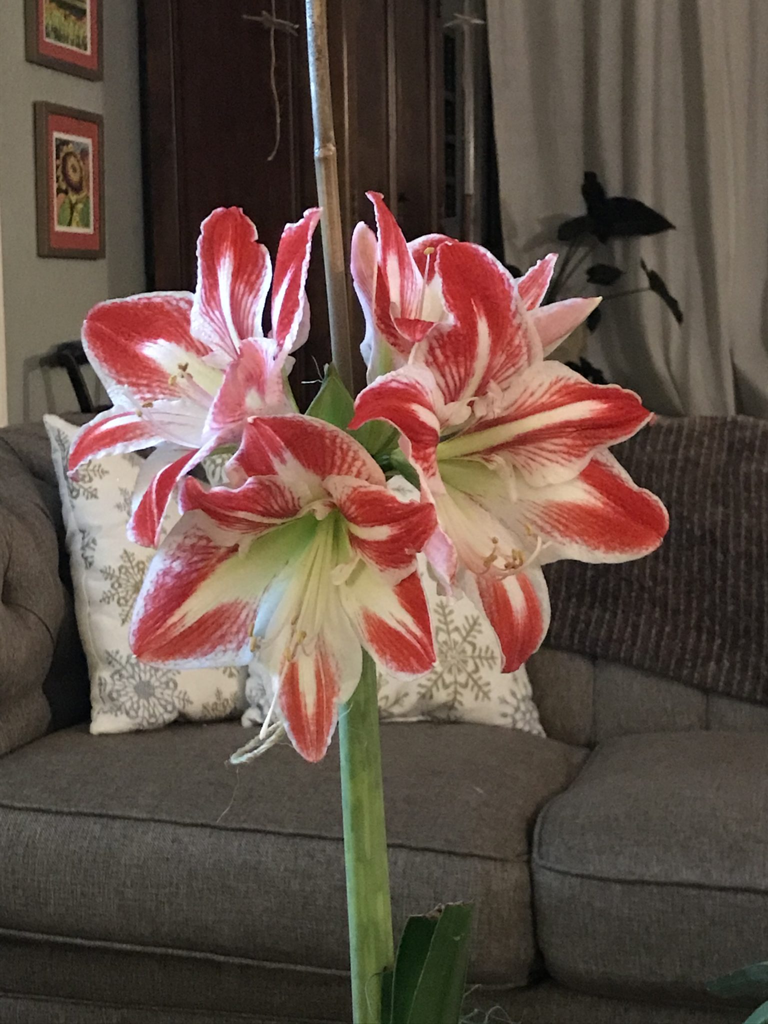 Christmas Amaryllis