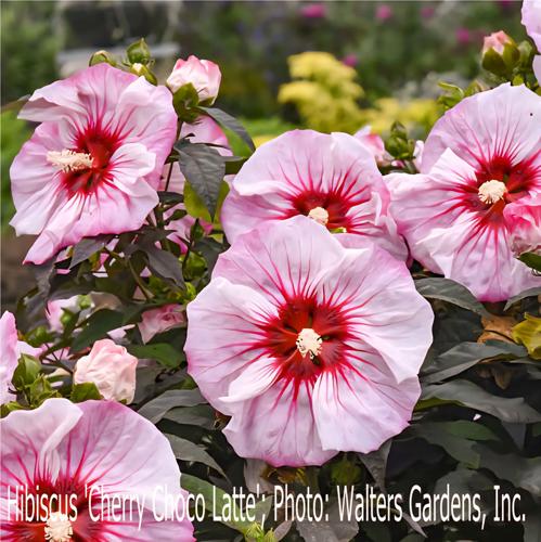 2025 July 5 Gardeners' Dirt - Victoria County Master Gardener