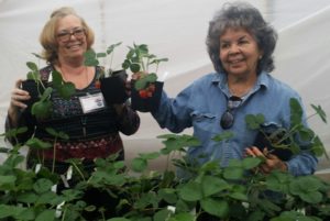 Sandy Wooten and Gloria Hunter holding strawberries for the 2019 Spring Plant Sale