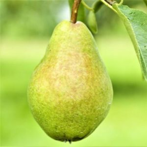 Pear, Southern Bartlett